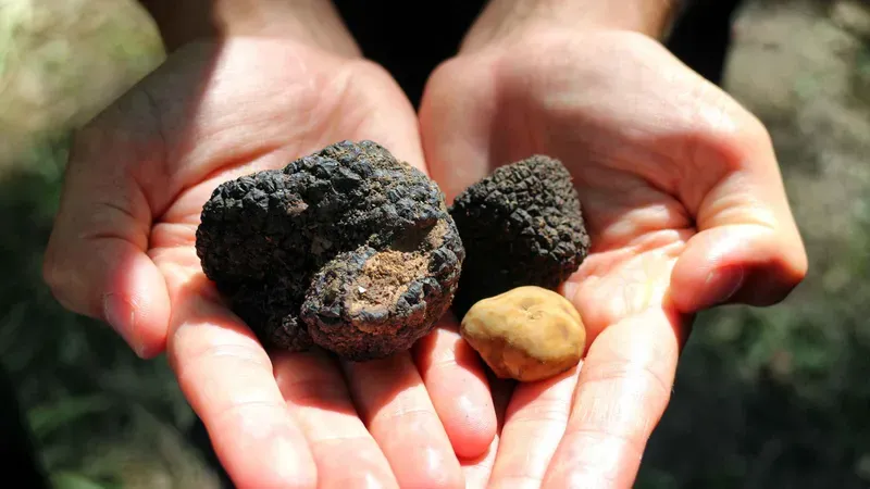 A truffle hunting dog working the oak woods at Tenuta Torciano winery on a truffle hunting tour in San Gimignano, Tuscany