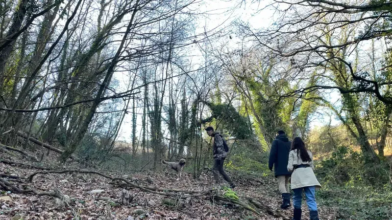 A truffle hunter and Lagotto Romagnolo dog searching the Chianti woods on a truffle hunting and pasta class tour in Tuscany