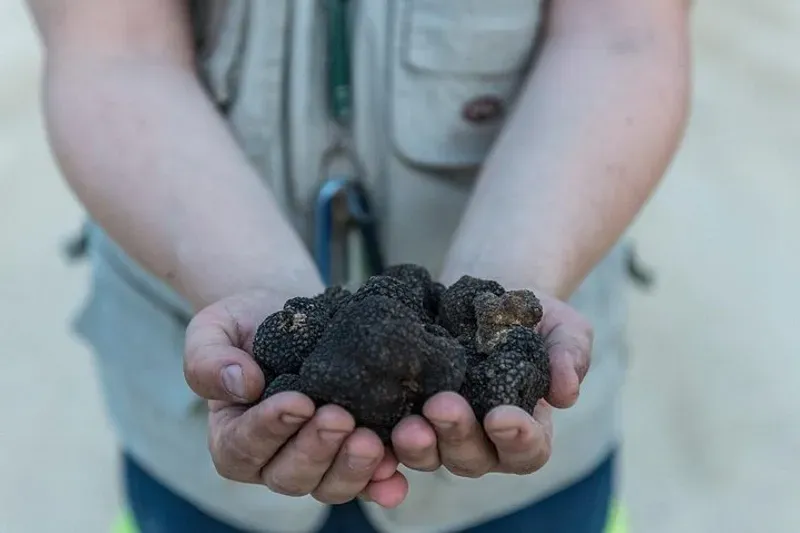 Mirco and Luca's dogs hunting truffles on the Podere La Marronaia estate near San Gimignano on a truffle hunting tour in Tuscany