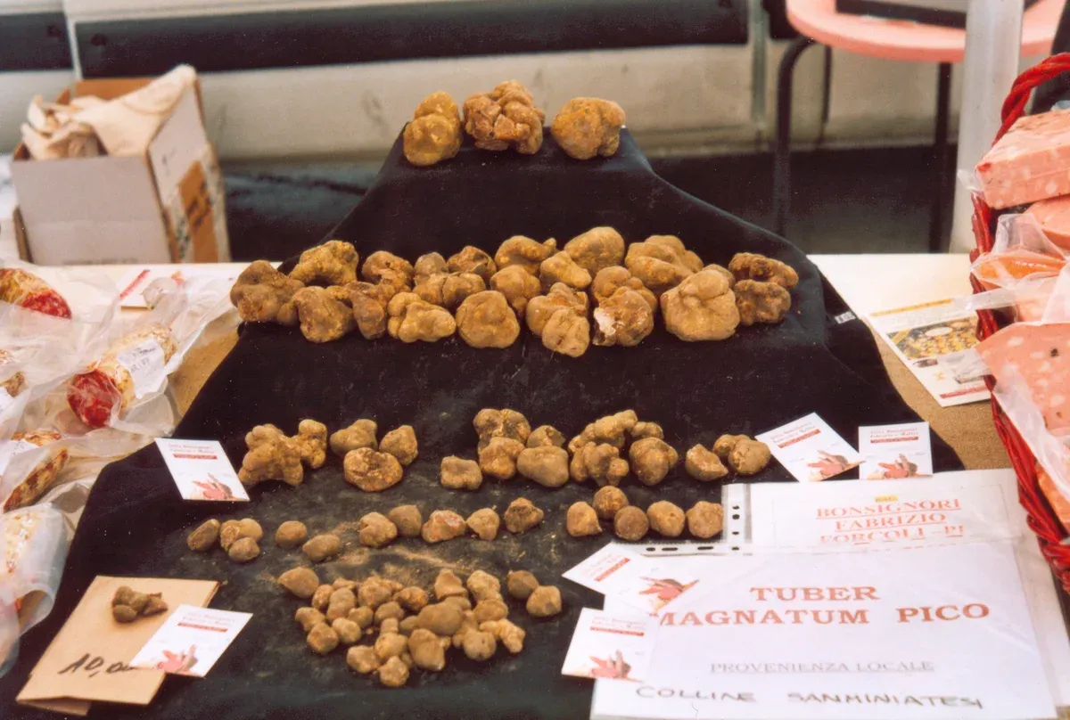 White truffles on a market stall in San Miniato, the town at the centre of truffle hunting in Tuscany
